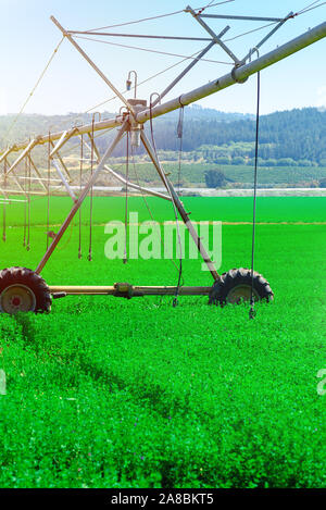 Drehmittelpunkt Sprinkleranlage Bewässerung von Pflanzen in ein grünes Feld. Stockfoto