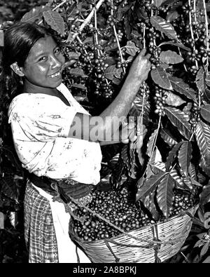 Kaffee Ernte. Die kommissionierer wählen Sie die reife rote Kirschen verlassen die grüne, unreife Frucht am Baum für die spätere Ernte. Finca Moca, Guatelon, Guatemala. Stockfoto