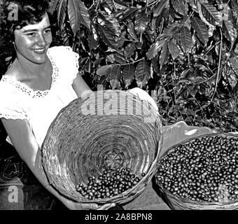 Kaffee Ernte. Die kommissionierer wählen Sie die reife rote Kirschen verlassen die grüne, unreife Frucht am Baum für die spätere Ernte. Guatemala. 1949 Stockfoto