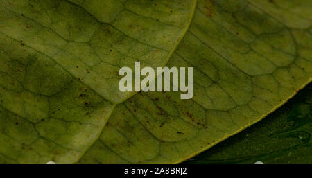 In der Nähe von Green leaf mit detaillierten Blatt Textur Stockfoto