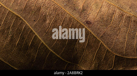 In der Nähe von trockenen Mango leaf mit detaillierten Blatt Textur Stockfoto