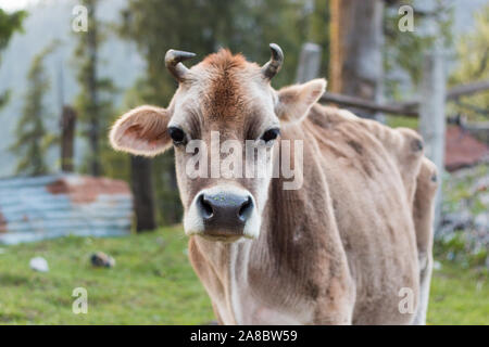 Eine neugierige Kuh im nördlichen Indien Beweidung in einem Feld Stockfoto