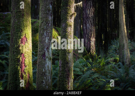 Sunlit Regenwald entlang der unteren fällt weg in Golden Ears Provincial Park in British Columbia. Stockfoto