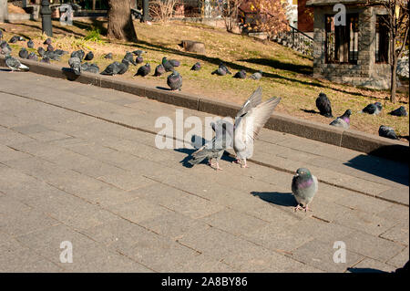 Tauben kiss ihre Flügel in einem Herbst Square vor dem Hintergrund der anderen Tauben Stockfoto