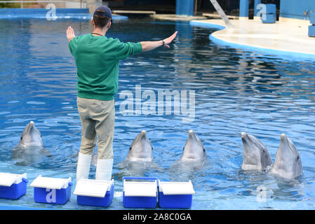 Madrid, Spanien. 07 Nov, 2019. Gemeinsame tümmler dargestellt mit ihren Keeper während der Show in Madrid Zoo und Aquarium. (Foto von Jorge Sanz/Pacific Press) Quelle: Pacific Press Agency/Alamy leben Nachrichten Stockfoto