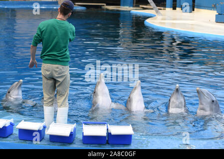 Madrid, Spanien. 07 Nov, 2019. Gemeinsame tümmler dargestellt mit ihren Keeper während der Show in Madrid Zoo und Aquarium. (Foto von Jorge Sanz/Pacific Press) Quelle: Pacific Press Agency/Alamy leben Nachrichten Stockfoto