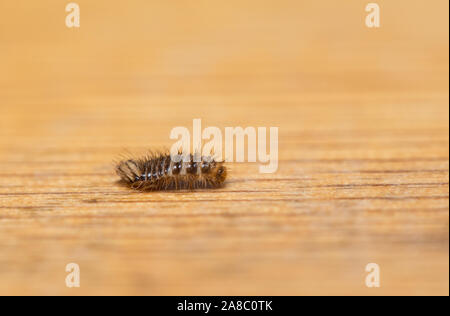 Museum Käfer Larven Stockfoto