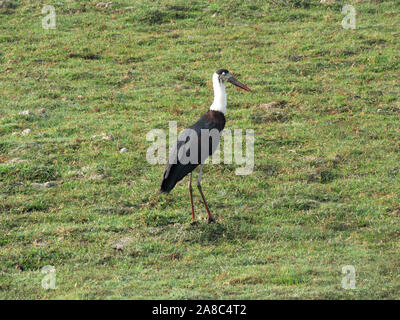 Woolly necked Stork, Ciconia episcopus, Kaziranga National Park, Assam, Indien Stockfoto