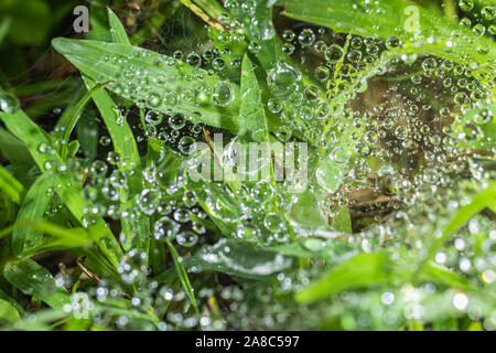 Tautropfen auf das Spinnennetz über grünes Gras Stockfoto