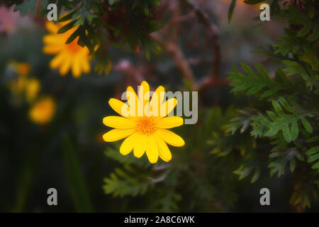 Gelbe daisy im grünen Gras, gelbe Daisy, Sunflower schließen Stockfoto