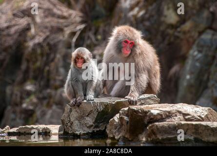 Zwei japanischen Makaken (Macaca fuscata), Damm- und Jungen sitzen auf den Felsen am Wasser, Yamanouchi, Präfektur Nagano, Insel Honshu, Japan Stockfoto