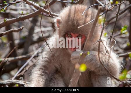 Japanischen Makaken (Macaca fuscata), junge Tier sitzen auf dem Baum, Yamanouchi, Präfektur Nagano, Insel Honshu, Japan Stockfoto