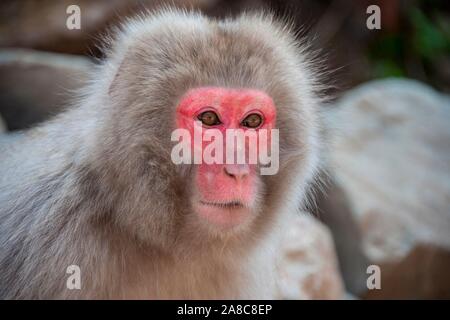 Japanischen Makaken (Macaca fuscata), Tier Portrait, Wildlife, Yamanouchi, Präfektur Nagano, Insel Honshu, Japan Stockfoto