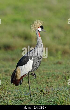 Grau gekrönt - Kran (Balearica regulorum) Stehen auf einem Bein im Gras Savannah, Serengeti National Park, Tansania Stockfoto