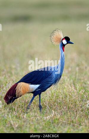 Grau gekrönt - Kran (Balearica regulorum) im Gras Savannah, Serengeti National Park, Tansania Stockfoto