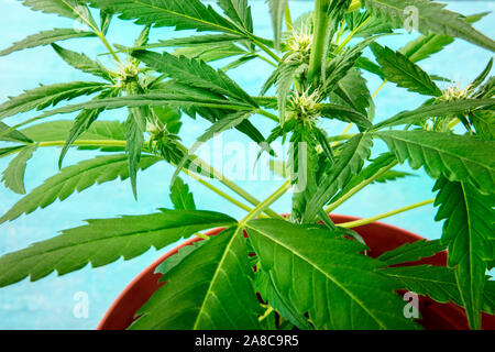Fast zur Ernte bereit, Cannabis Pflanze mit weißen Narben und trichome Anfang zu erscheinen, wachsende Marihuana zu Hause Stockfoto