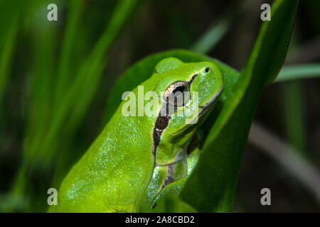 Makroaufnahme eines wilden grünen mediterranen Laubfrosch (Hyla meridionalis) sitzt auf einem grünen Blatt im Freien. Stockfoto