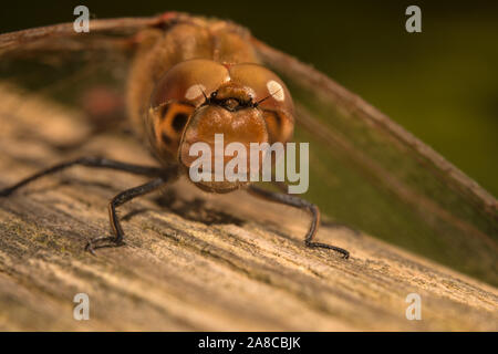 Extreme front Makro Foto von einem Rote Libelle auf einem Holz Oberfläche in der Dämmerung sitzen. Stockfoto