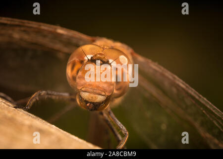 Extreme front Makro Foto von einem Rote Libelle auf einem Holz Oberfläche in der Dämmerung sitzen. Stockfoto