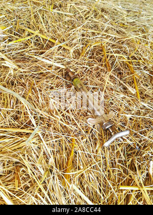 Glas Injektionsnadel ein Tierarzt auf einem Heuballen Stockfoto