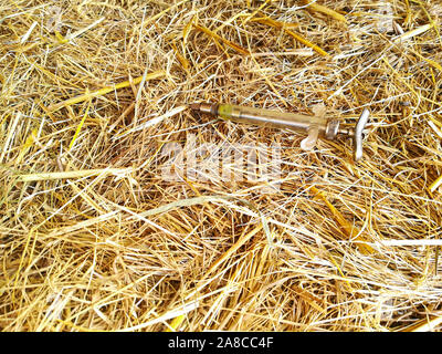 Glas Injektionsnadel ein Tierarzt auf einem Heuballen Stockfoto