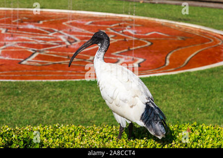 Threskiornis Molukken, Australische white Ibis Vogel auf Hedge in Sandringham Gardens, Hyde Park, Sydney, New South Wales, Australien Stockfoto