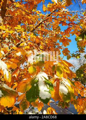 Helles goldgelb und grüne Blätter der Kastanienbäume im Sonnenlicht. Zweige mit viel Blätter teilweise durch weißen Schnee bedeckt. Strahlend blauer Himmel Stockfoto