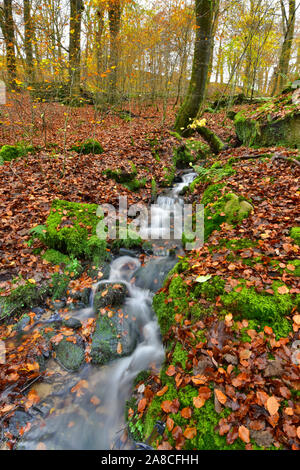 Herbst in Hardcastle Crags, Halifax, West Yorkshire Stockfoto