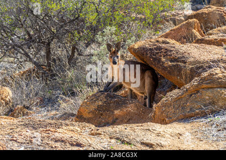 Im Outback in Australien ein Känguru sieht sorgfältig unter einem Felsen in die Kamera Stockfoto