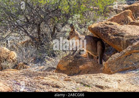 Im Outback in Australien ein Känguru sieht sorgfältig unter einem Felsen in die Kamera Stockfoto