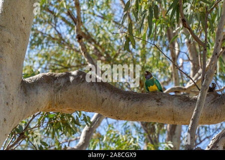 Auf dem Zweig eines Baumes sitzt ein Green Parrot Stockfoto