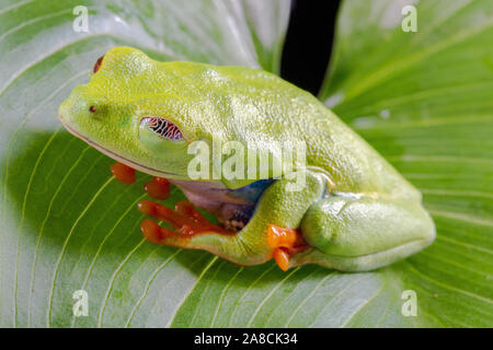 Red Eyed Tree Frog, Agalychnis Callidryas, auf einem Blatt mit schwarzem Hintergrund Stockfoto