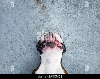Porträt Boston Terrier Festlegung im Boden reine Rasse Weicher blauer Hintergrund Stockfoto
