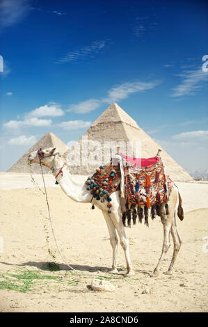 Weißes Kamel mit bunten Satteldecken mit Quasten, die auf Grün vor einem blauen Himmelsblick auf die großen Pyramiden von Gizeh, Ägypten, stehen Stockfoto