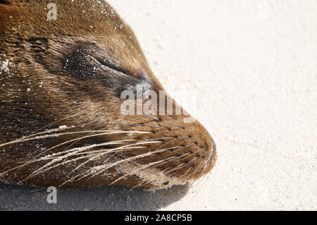 Schläfrig schlummern auf dem weichen weißen Sand eines Strandes auf den Galapagos-Inseln Stockfoto