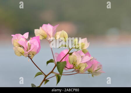 Outdoor Foto Set aus zwei weißen Bougainvillea Blüten, weiß und rosa Stockfoto