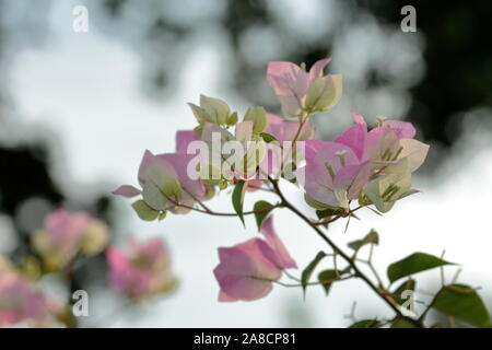 Outdoor Foto Set aus zwei weißen Bougainvillea Blüten, weiß und rosa Stockfoto