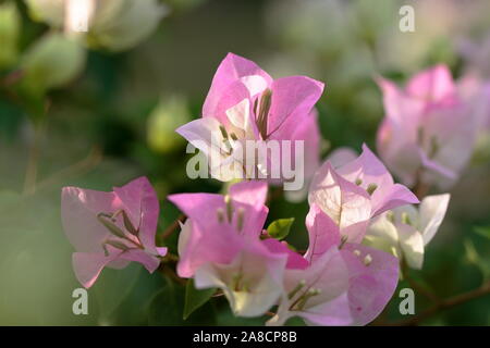 Outdoor Foto Set aus zwei weißen Bougainvillea Blüten, weiß und rosa Stockfoto