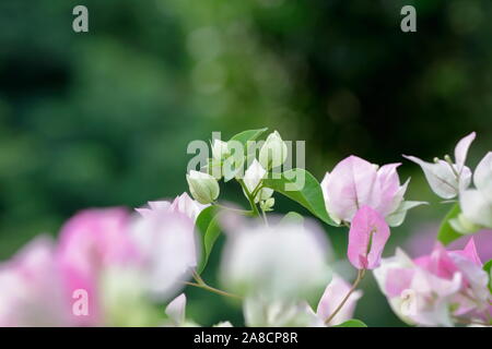 Outdoor Foto Set aus zwei weißen Bougainvillea Blüten, weiß und rosa Stockfoto