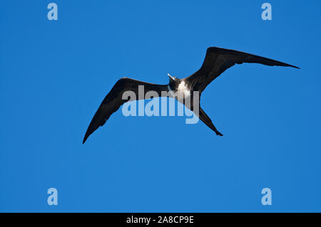 Weiblicher Fregattenvogel, der ihre kantigen Flügel in hellblauem Himmel im Flug über die Galapagos-Inseln ausbreitete Stockfoto