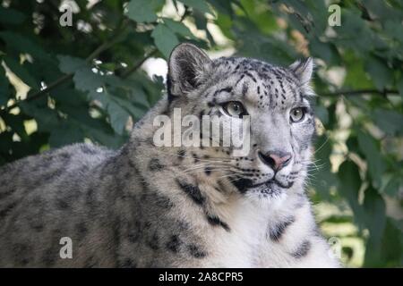 Weibliche Snow Leopard, Taiga (Panthera uncia) Stockfoto