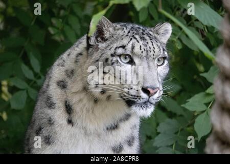 Weibliche Snow Leopard, Taiga (Panthera uncia) Stockfoto