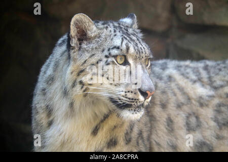 Weibliche Snow Leopard, Taiga (Panthera uncia) Stockfoto