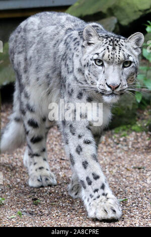 Weibliche Snow Leopard, Taiga (Panthera uncia) Stockfoto