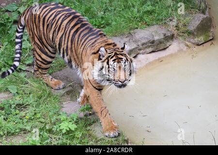 Weibliche Sumatra Tiger, Daseep (Panthera tigris sumatrae) Stockfoto