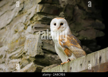 Schleiereule (tyto Alba) sitzt auf der Tür eines alten Bauernhaus. In der Mitte der Landschaft genommen - Wales UK. Stockfoto