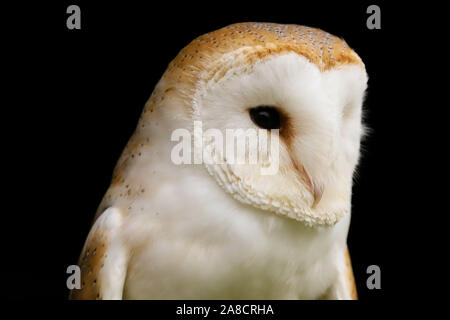 Nahaufnahme Kopf und Schultern Porträt einer Schleiereule (tyto Alba). In der Mitte der Landschaft genommen - Wales UK. Stockfoto