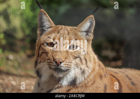 Weibliche Karpatische Luchse, Daisy (Lynx lynx Carpathicus) Stockfoto