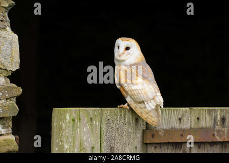 Schleiereule (tyto Alba) sitzt auf der Tür eines alten Bauernhaus. In der Mitte der Landschaft genommen - Wales UK. Stockfoto