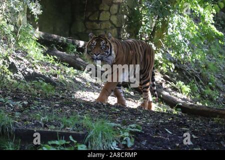 Männliche Sumatra Tiger, Joao (Panthera tigris sumatrae) Stockfoto